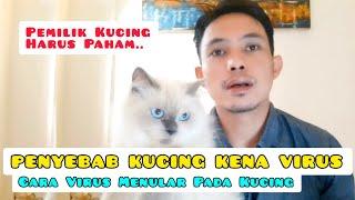 PENYEBAB KUCING KENA VIRUS - Cara Virus Menular Pada Kucing