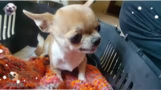 Chihuahua banyo yapacağını anlayınca sinirlendi 