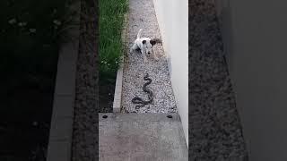 Jack Russel vs Snake