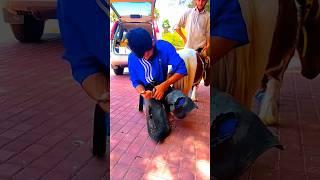 Pony Trimming #satisfying #horse #farrier #oddlysatisfying  #viral #foryou #shortsvideo #shorts