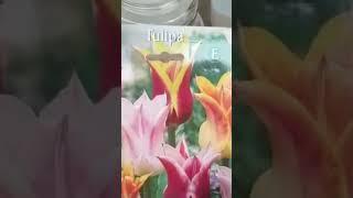 PLANTAMOS TULIPANES Y JACINTOS.                     El vídeo en el canal