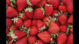 Industrial Agriculture and the Humble Strawberry