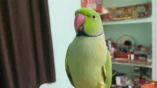 How to identify a talking parrot?