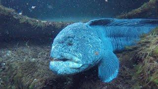 Meet Blanche the Wolf Eel