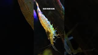 Amano Shrimp  What Algae Do They Eat? (Complete Guide)