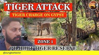 Tiger Attack | पीलीभीत टाइगर रिज़र्व | Tiger Charge on Gypsy | Junglee Hactor