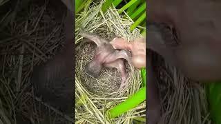 Baby Bird Throws His Brother out of the Nest!🫣