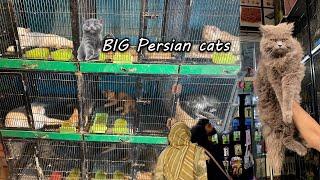 Persian cats market | Cat and dog market Jhang bazar Faisalabad