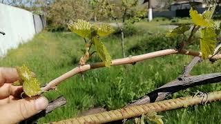 Весна на винограднике - что нужно сделать в первую очередь.