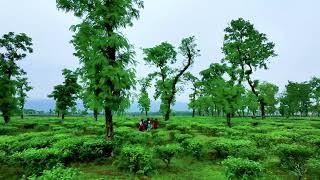 Jaflong,Tea Garden, Sylhet ll Free stock footage l Free 4k Drone Video no Copyright (Hakaluki)