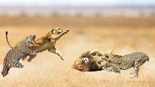 CHEETAH VS LIONESS FIGHT TO THE DEATH - WHO WINS?