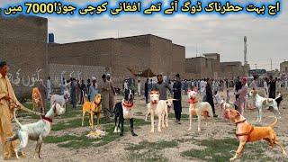 Sunday Dog market in Pakistan | Bully kutta puppies for sale | Animal Mandi in Pakistan