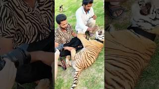 Playtime with my furry friend! Meet my pet tiger
