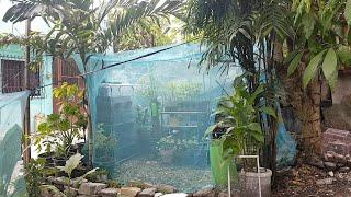 DIY Greenhouse Using Mosquito Net