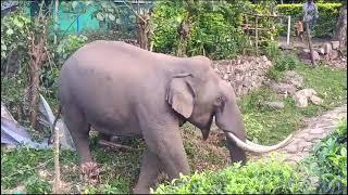 Wild Elephant Padayappa at Munnar - Episode 10  pls subscribe