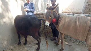 Donkey and Buffalo meeting