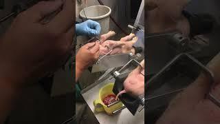 Piglet castration