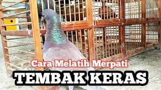 CARA MELATIH MERPATI TEMBAK KERAS @ALDP_CRB