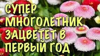 Сам РАСТЁТ И ЦВЕТЁТ! СУПЕР МНОГОЛЕТНИК для ПЕРЕДНЕГО ПЛАНА. Как ВЫРАСТИТЬ МАРГАРИТКУ из СЕМЯН