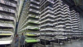 How Aerofarms' vertical farms grow produce