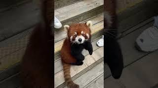 Liite Red Panda Ruby and Friends says HELLO!