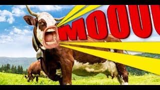 Funny talking cows video | Moo