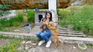 Puppies, Abandoned Without Chance to Survive, Can't Hold Their Emotions When We Came to Help Them