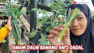 TANAM DAUN BAWANG DARI BATANG ANTI GAGAL