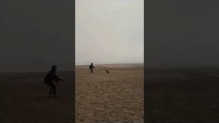 Terrifying seal encounter  #africa #seal #attack #namibia #badtourists #lifeanddeath #donkeybay