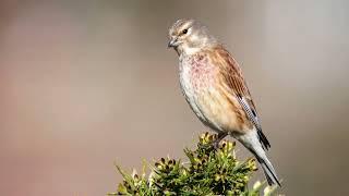 The Linnet: Close Up HD Footage (Linaria cannabina) #birds #birding #wildlifephotography #wildlife