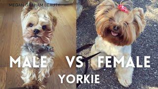 Male Vs Female Yorkie | Yorkie 101