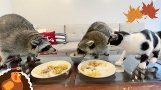 My Pet Raccoons hate Thanksgiving