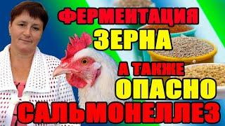 1.Как ФЕРМЕНТИРОВАТЬ зерно для кур. 2.САЛЬМОНЕЛЛЕЗ - опасное заболевание .