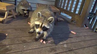 Wednesday just at dusk with my raccoons