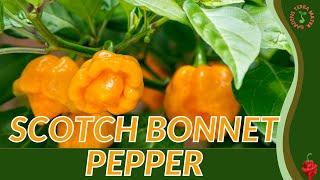 SCOTCH BONNET PEPPER Growth, Growing and Care Tips! (Capsicum chinense 'Scotch Bonnet')