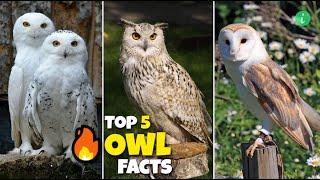Top 5 Owl Facts That Will Shocked You | Owl Facts | Info Hifi