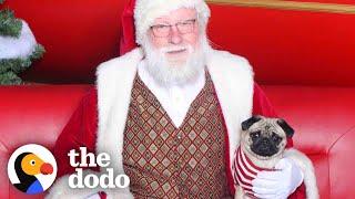 This Pug HATES Santa Claus | The Dodo