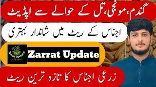 Wheat, Monji Rate in Pakistan Today| Till Monji Kapas Gandam Sarso Makai Rate today | Zarrat Updates