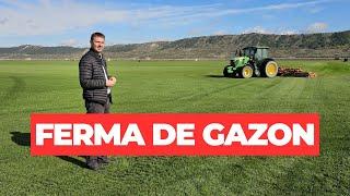 O afacere cu mult verde: ferma de gazon