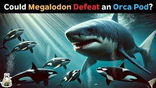 Could an Ancient Megalodon Defeat a Modern Orca Pod?