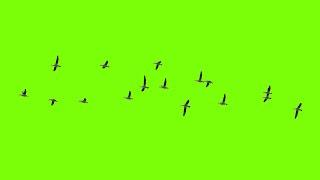 #Green Screen #Birds #Flying HD Animation