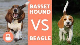 Diferencias entre BEAGLE y BASSET HOUND