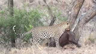 A leopard hoisting a rhino up a tree - Lion Sands [HD]