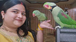 mona ko hui sona se jalan kaha ki mammy kewal meri he ️#talkingparrort #petbird #sonaliparrot