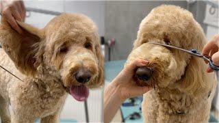 Goldendoodle full Grooming (vertical video)