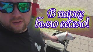 Путешествие в Парк 70-ти летя победы | Амстафф и дети!!!