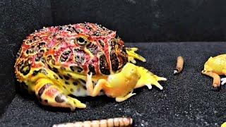 Pacman Frog Eating their childs Alive|Pacman Frog Live Feeding