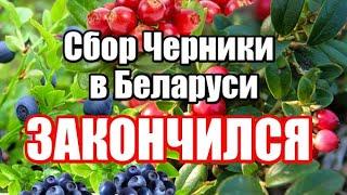 Сбор Черники в Беларуси закончился. Сроки сбора ягод в Беларуси 2021 год