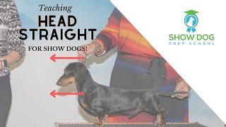 Teaching Head Straight for Show Dogs