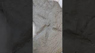 Starfish Trace Fossil? Or Not? #Fossil #Paleontology #Starfish #shorts